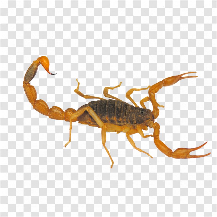 Scorpion Yimeng Mountains Insect Mesobuthus Martensii Taobao - Arthropod - Scorpions Transparent PNG