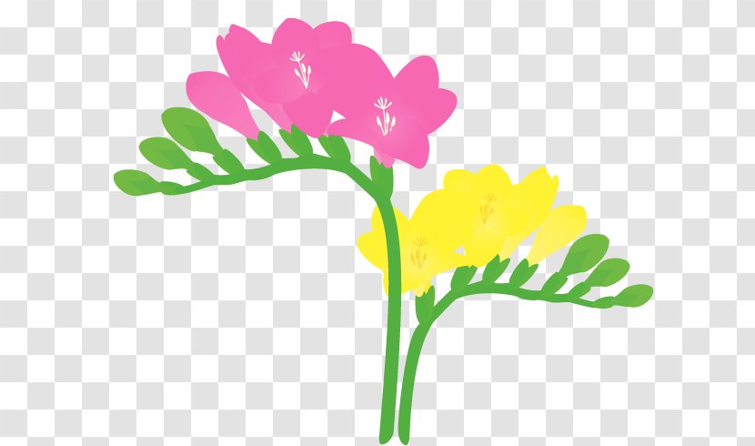 Petal Freesia Cut Flowers Plant - Floral Design - Flora Fauna Serenella Transparent PNG