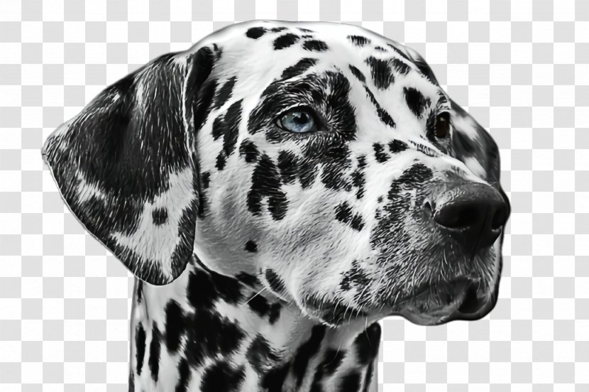 Cute Dog - Blackandwhite Braque Dauvergne Transparent PNG