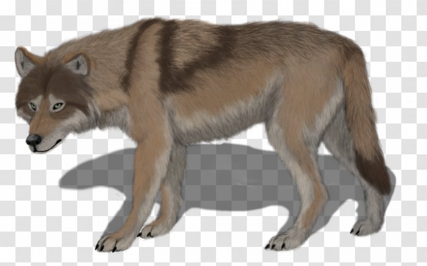 Saarloos Wolfdog Czechoslovakian Coyote Alaskan Tundra Wolf Red - Fauna - Maximus Transparent PNG