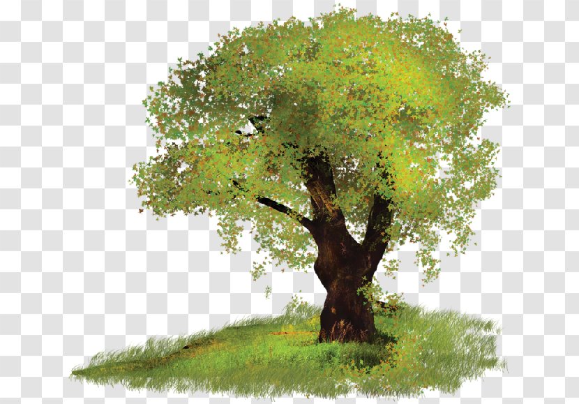 Tree Clip Art - Oak - Arboles Transparent PNG