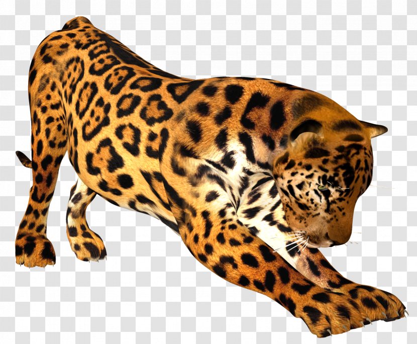 Leopard Felidae Tiger Lion Cheetah - Cat Like Mammal Transparent PNG