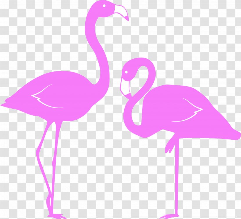 Flamingo - Pink - Beak Water Bird Transparent PNG