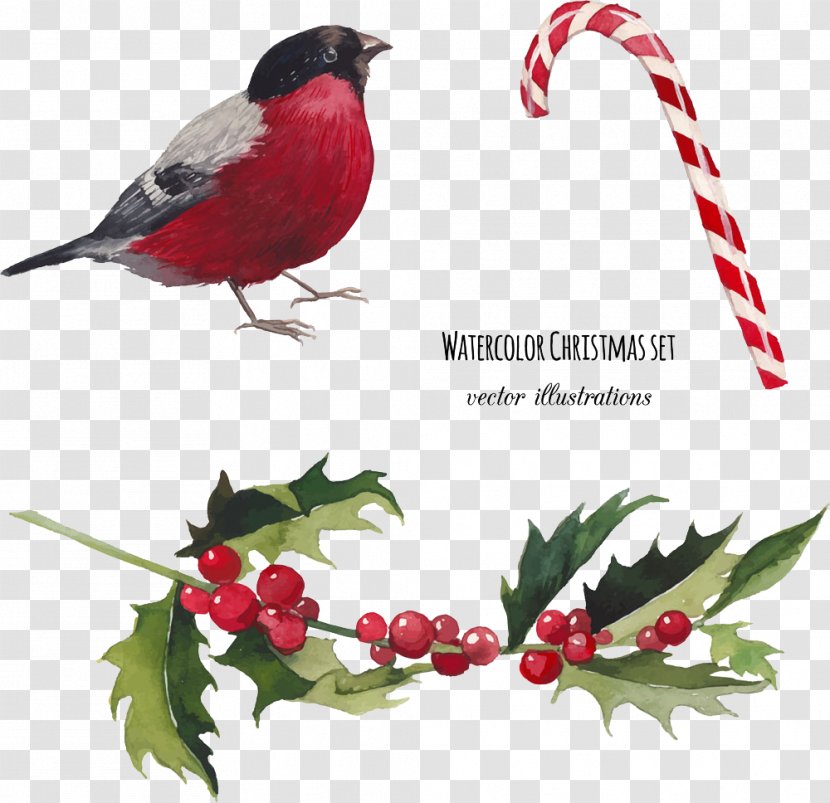 Watercolor Painting Christmas Illustration - Beak - Vector Birds Transparent PNG