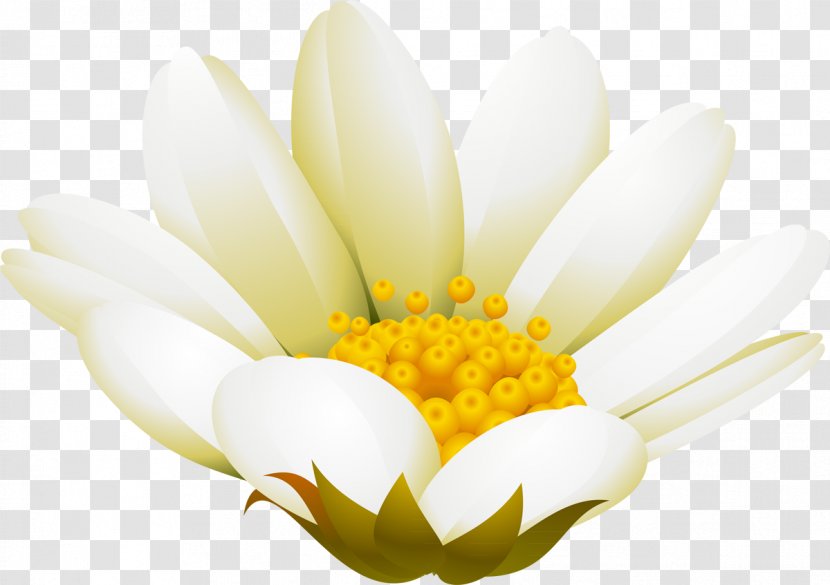 Advertising February White Petal - Daisy Transparent PNG