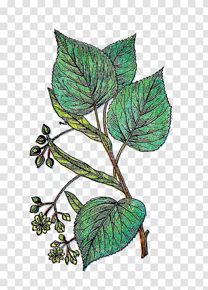 Leaf Plant Stem Ink Organism - Botanical Flowers Transparent PNG