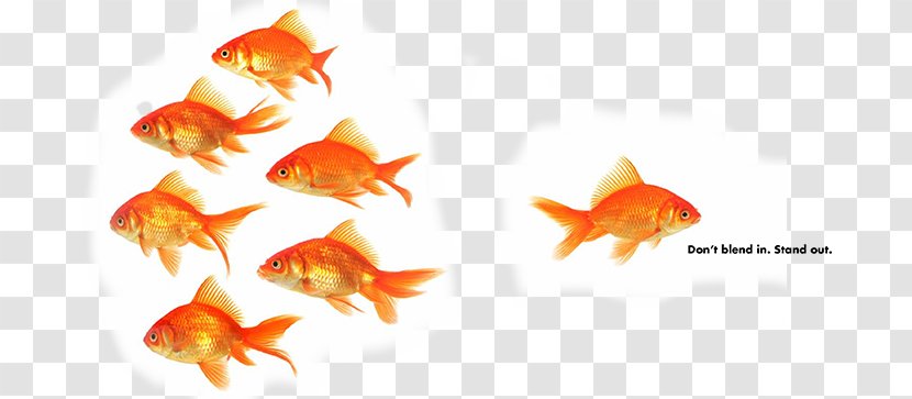 Persuasion In Society Leadership Psychology Management Business - Fish - Social Influence Transparent PNG