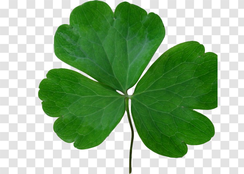 Saint Patrick's Day Shamrock Clover Holiday Clip Art - Leaf Transparent PNG