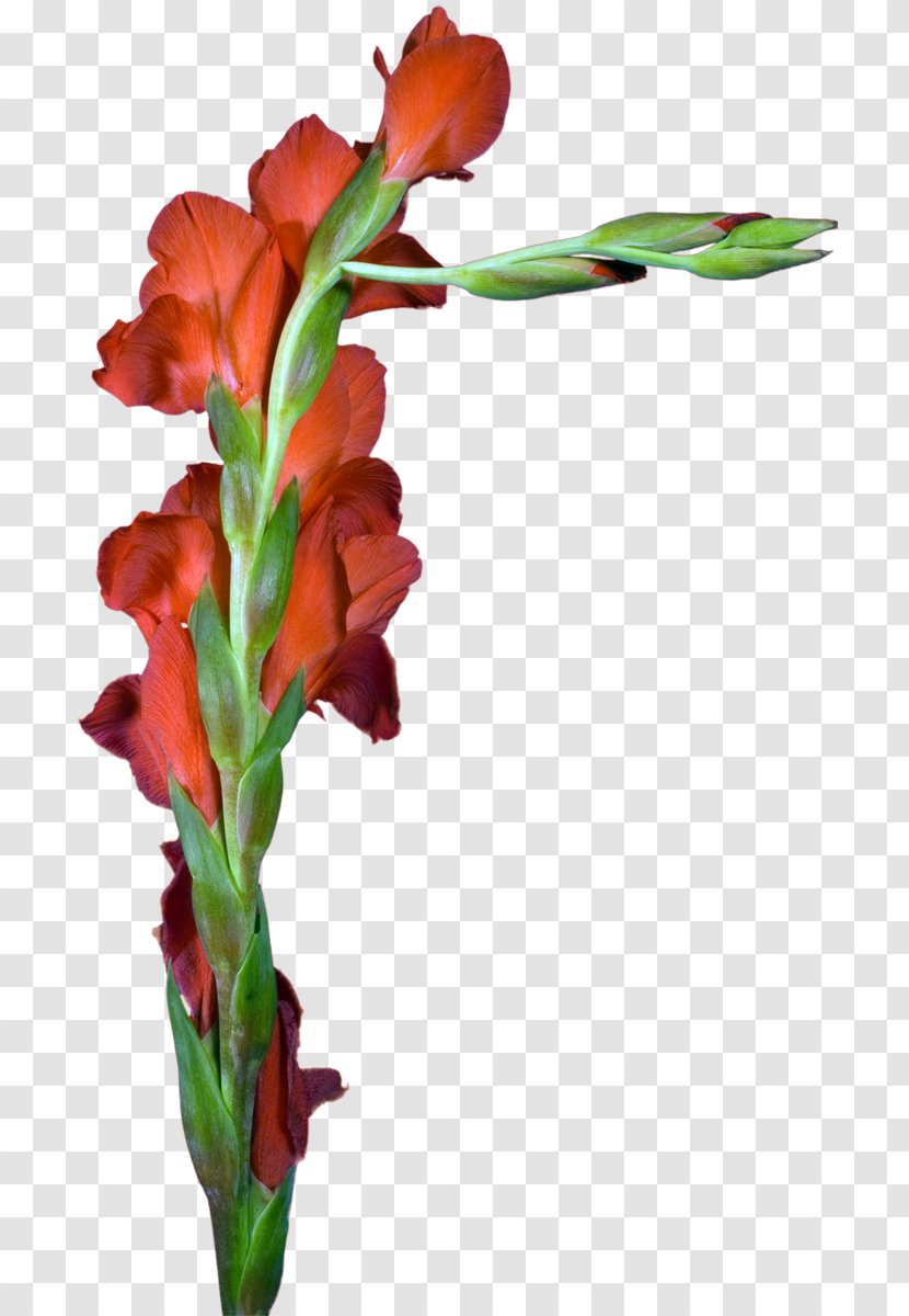 Gladiolus Cut Flowers Floral Design Plant Stem - Seed Transparent PNG