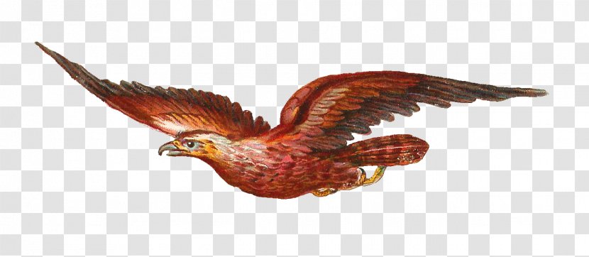 Bird Of Prey Owl Bald Eagle Clip Art - Animal Figure - Free Victorian Clipart Transparent PNG