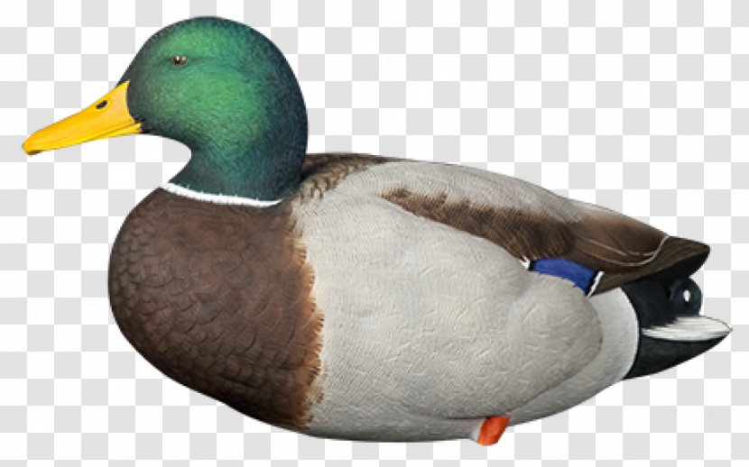 Mallard Duck Decoy Call - Ducks Geese And Swans Transparent PNG