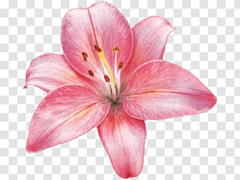 Flower Plant Rose Lilium Regale - Pink Transparent PNG