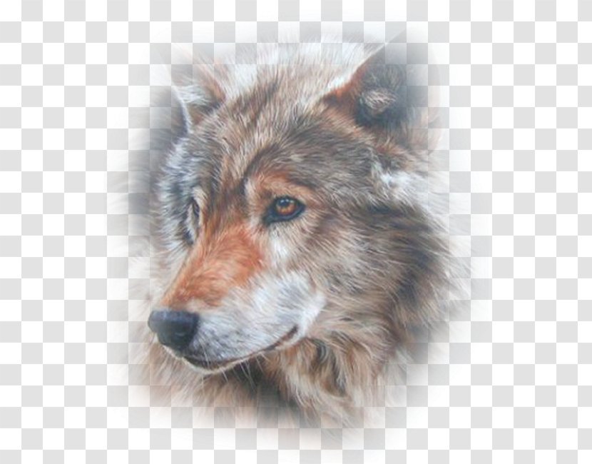 Dog Pack Canidae Domestication Animal - Native American Indian Transparent PNG