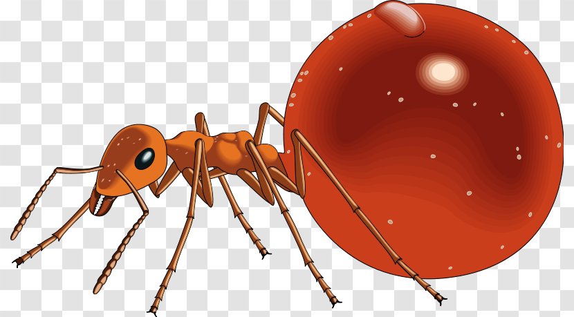 Honeypot Ant Clip Art - Orange - Fire Transparent PNG