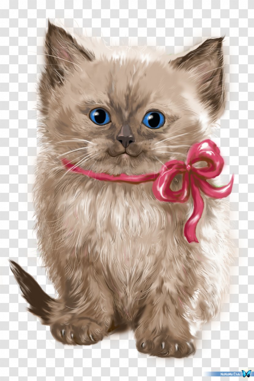 Persian Cat Asian Semi-longhair Ragamuffin Whiskers Minuet - Vertebrate - Kitten Transparent PNG