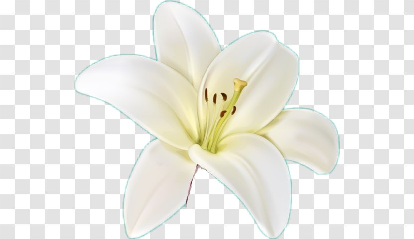 Lily White Flower Petal Plant - Daylily Stargazer Transparent PNG