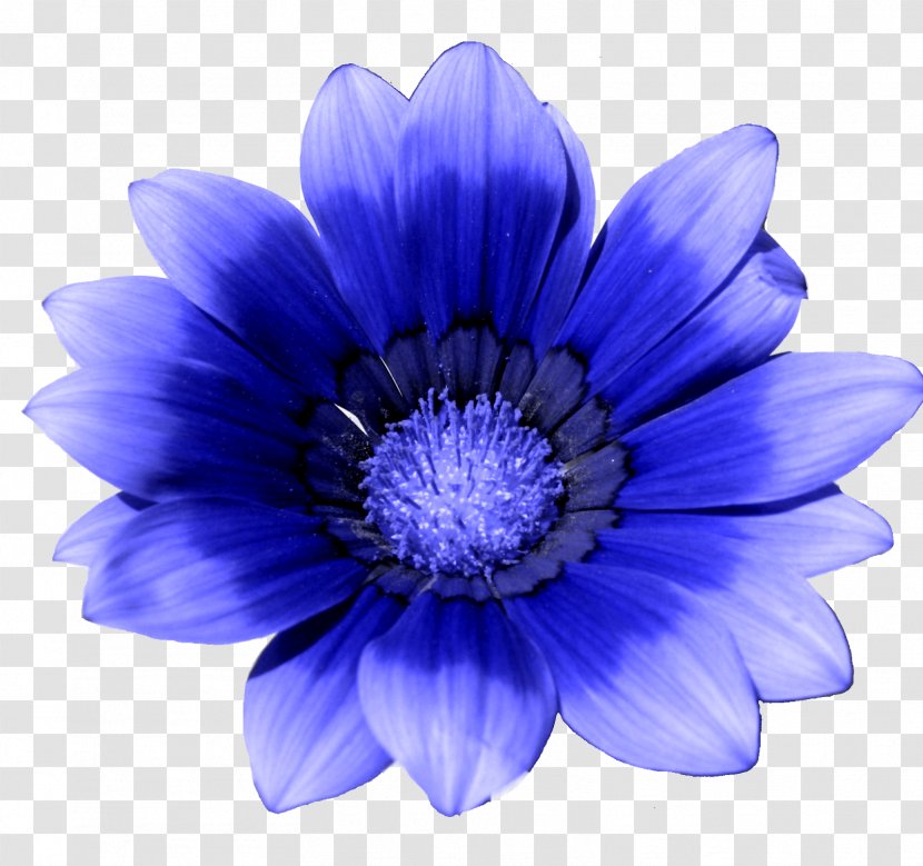 Blue Flower White Cornflower - Petal Transparent PNG