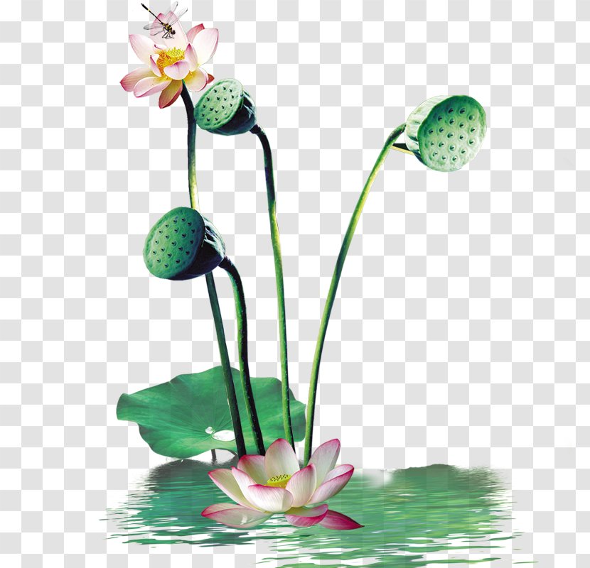 Nelumbo Nucifera Download Lianye Red - Water Lotus Transparent PNG