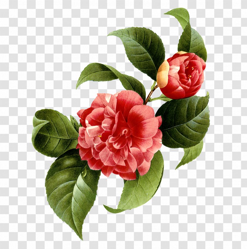 Japanese Camellia Flower Photography - Printmaking - Red Flowers Transparent PNG