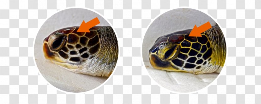 Green Sea Turtle Loggerhead - Xiaoliuqiu - Common Transparent PNG