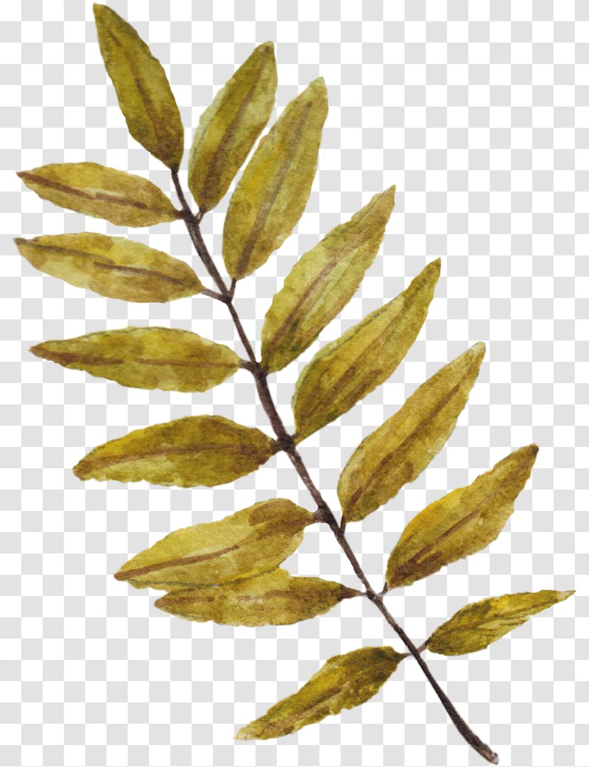 Image Leaf Watercolor Painting - Tree - Wilted Plant Transparent PNG