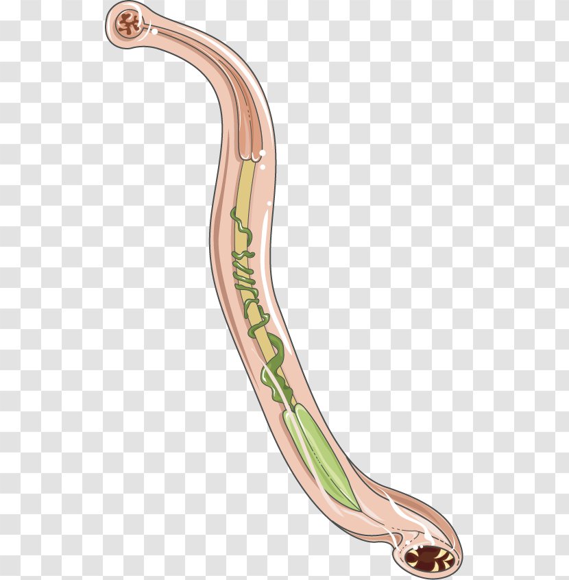 Hookworm Infection Ancylostoma Duodenale Necator Americanus Homo Sapiens - Heart - Cartoon Transparent PNG