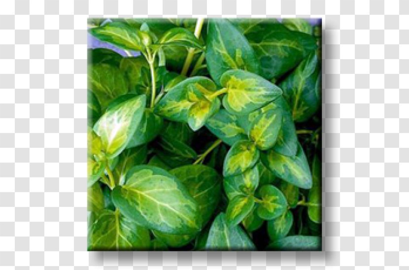 Myrtle Greater Periwinkle Chameleon Plant Evergreen Perennial - Basil - Lysiosquillina Maculata Transparent PNG