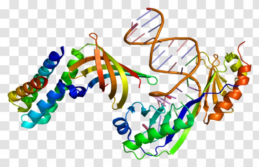 GTF2A1 Protein General Transcription Factor II A - Frame - Tree Transparent PNG
