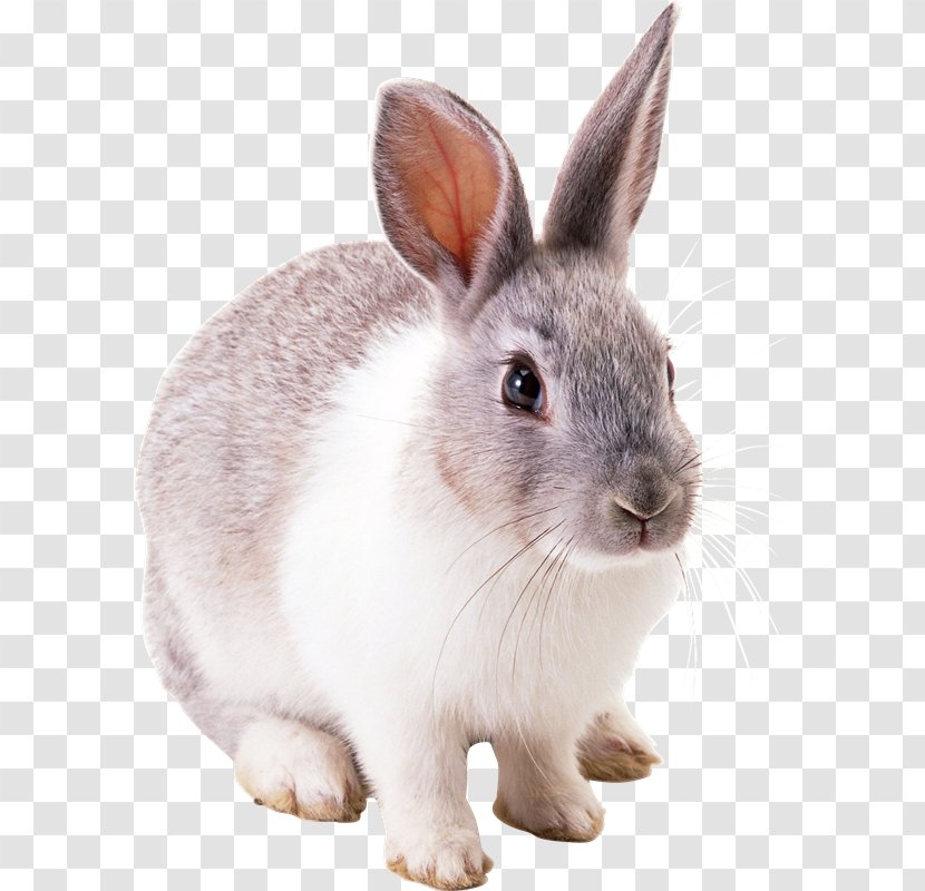 European Rabbit Domestic Easter Bunny - Blacktailed Jackrabbit - Conejos Transparent PNG
