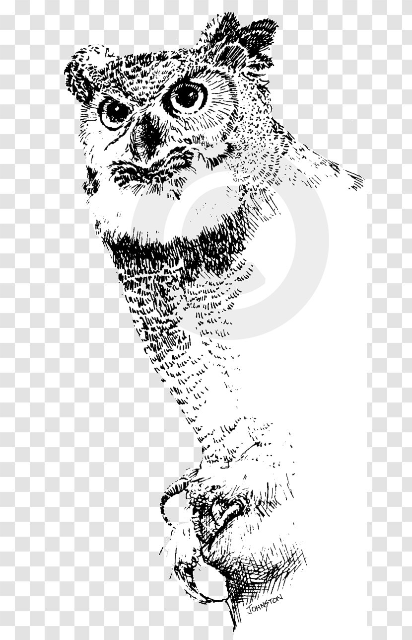 Cat Homo Sapiens Mammal Canidae Sketch - Heart - Owl Illustration Transparent PNG