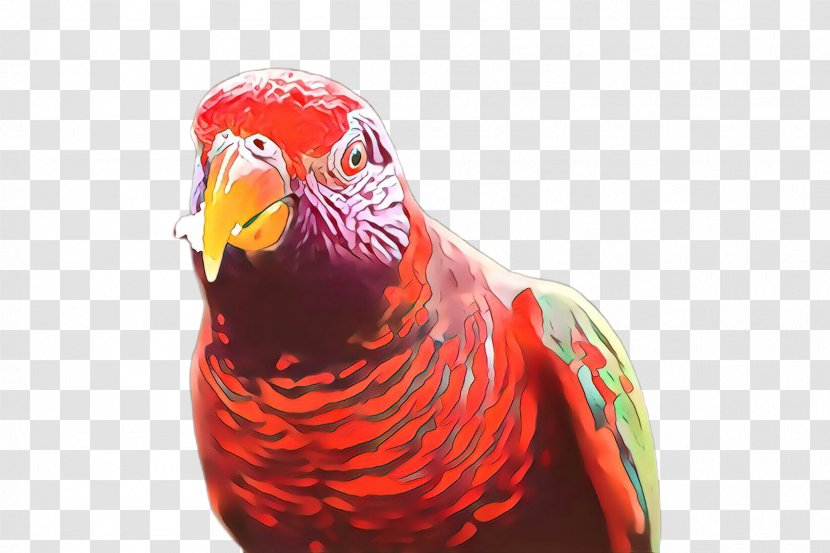 Bird Beak Parrot Lorikeet Parakeet - Cartoon Transparent PNG