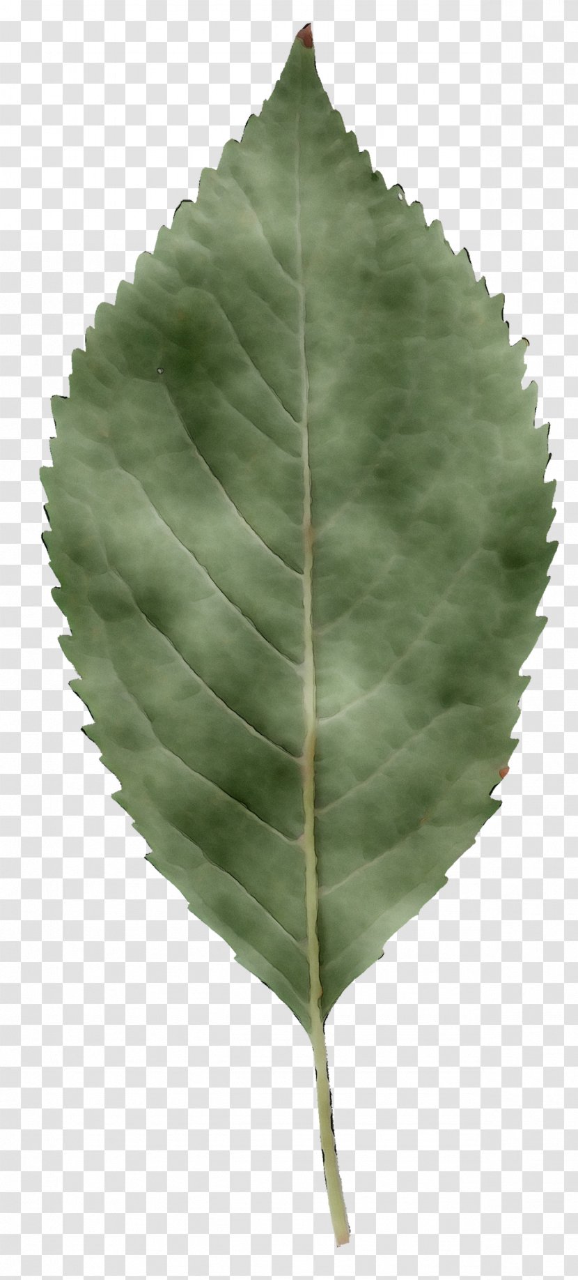 Leaf Plants Image Plant Stem Rendering - Siberian Elm - Sweet Birch Transparent PNG