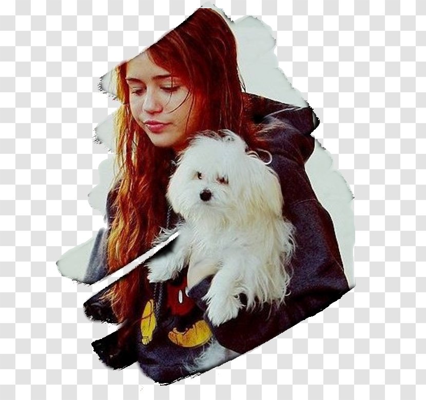 Maltese Dog Puppy Breed Companion Non-sporting Group - Clothing Transparent PNG