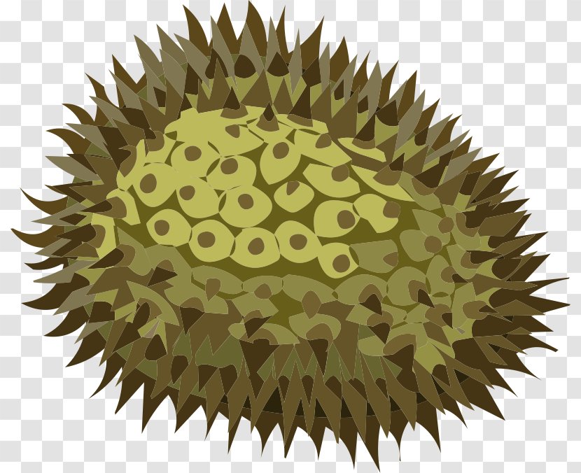 Directional Sense - Plant - Durian Transparent PNG