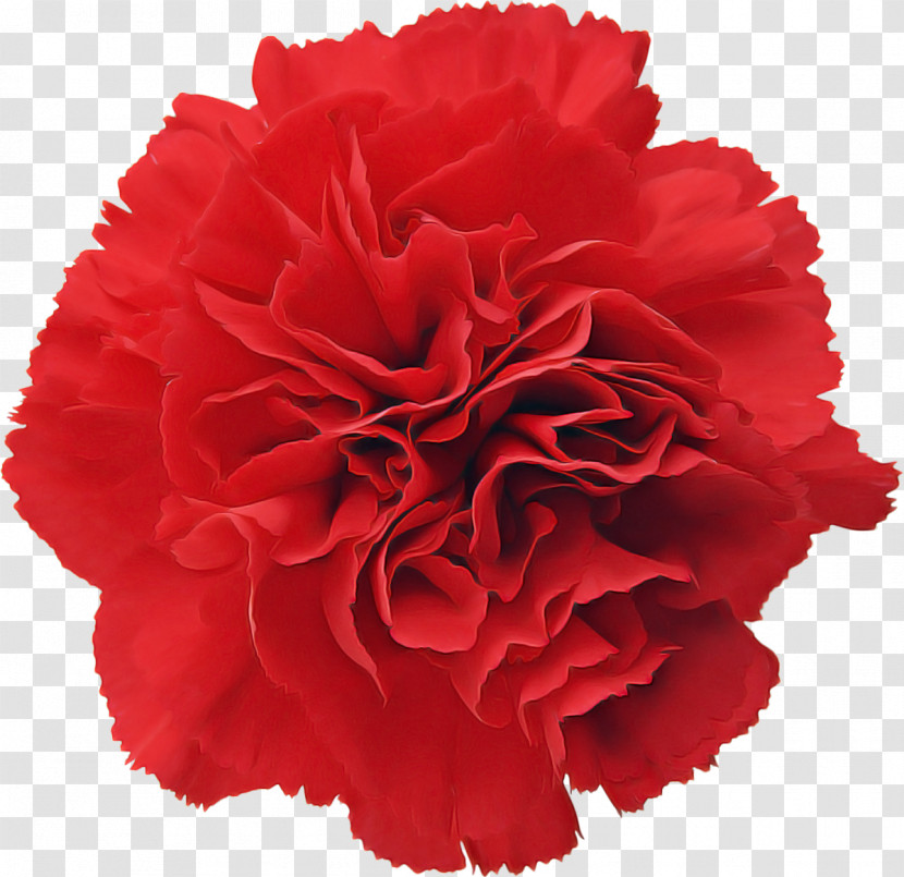 Red Flower Carnation Cut Flowers Plant Transparent PNG