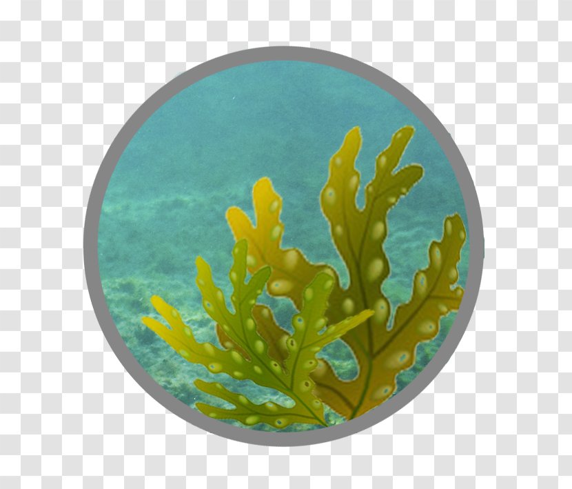 Coral Reef Fish Marine Biology - Organism - Andrographis Paniculata Transparent PNG