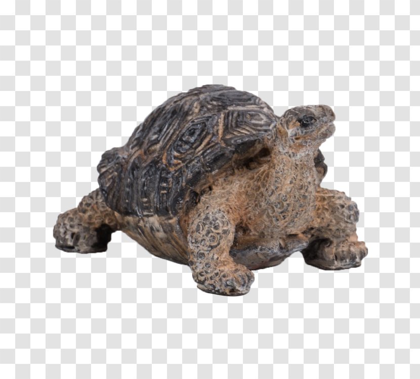Miniature Pig Box Turtle Tortoise Reptile - Snapping Turtles - Tortoide Transparent PNG