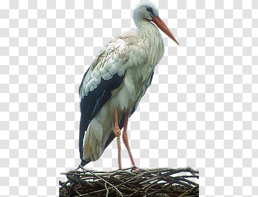 White Stork Bird - Animated Film Transparent PNG