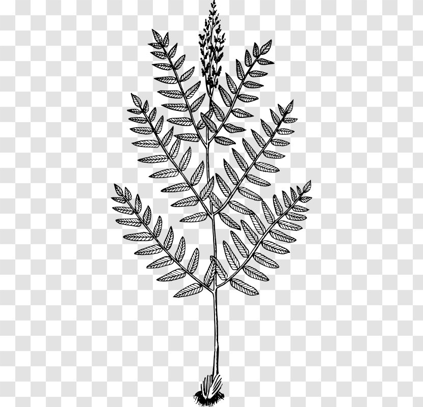 Twig Osmunda Regalis Fern Drawing Frond - Plant Stem Transparent PNG