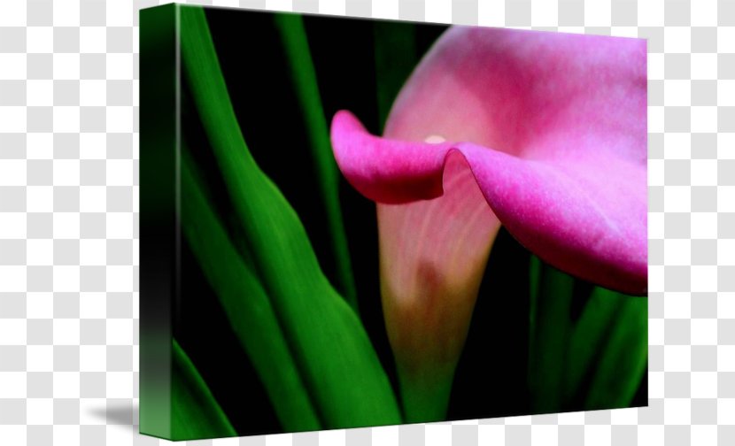 Flower Green Bud Plant Stem Purple - Tulip - Callalily Transparent PNG