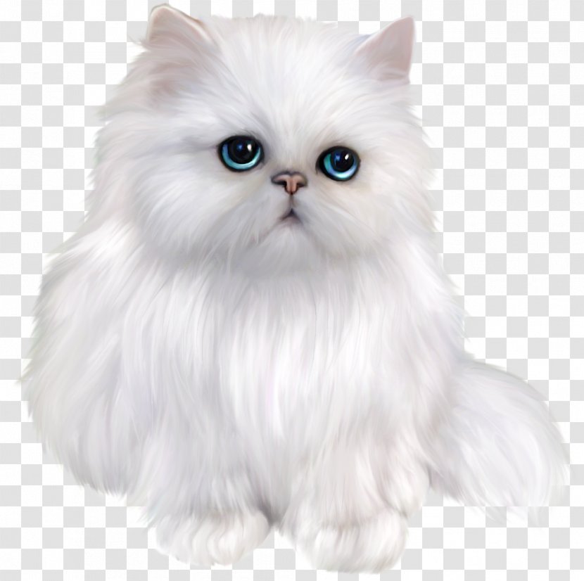 Persian Cat Exotic Shorthair Siamese Himalayan Asian Semi-longhair - Fur - White Clipart Transparent PNG