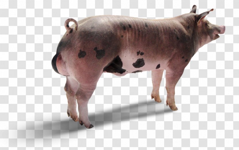 Zebu Piétrain Duroc Pig Topigs Norsvin España - Mammal Transparent PNG