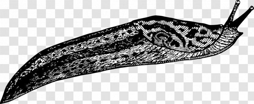Gastropods Slug Drawing Clip Art - Reptile - Snail Transparent PNG