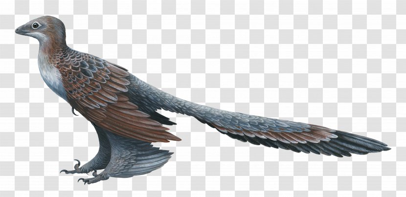 Changyuraptor Microraptor Feathered Dinosaur - Paleoart Transparent PNG