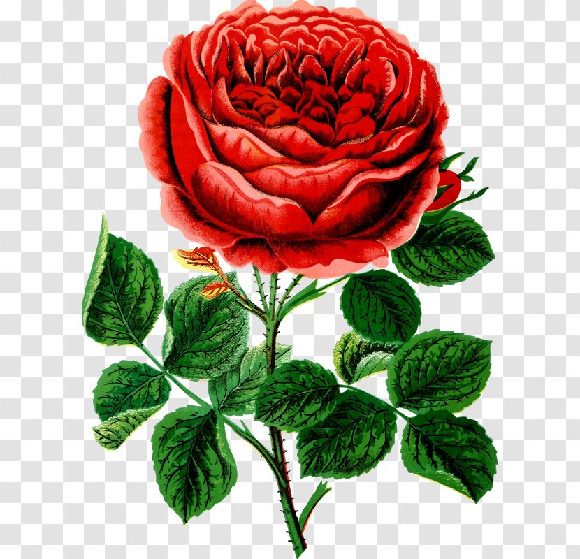 Garden Roses Cabbage Rose Clip Art - Chrysanths - ROSE BUSH Transparent PNG