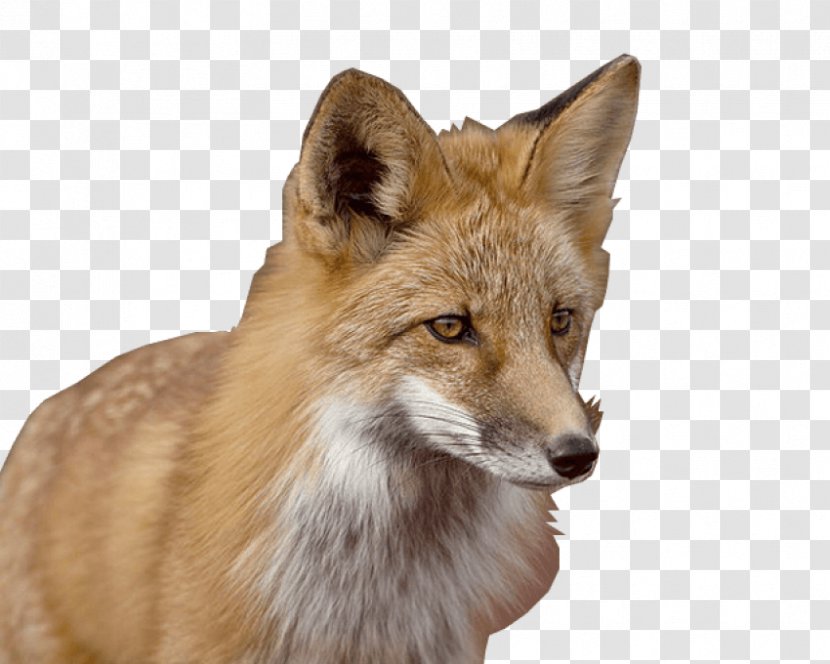 Red Fox Gray Wolf Coyote Kit Transparent PNG