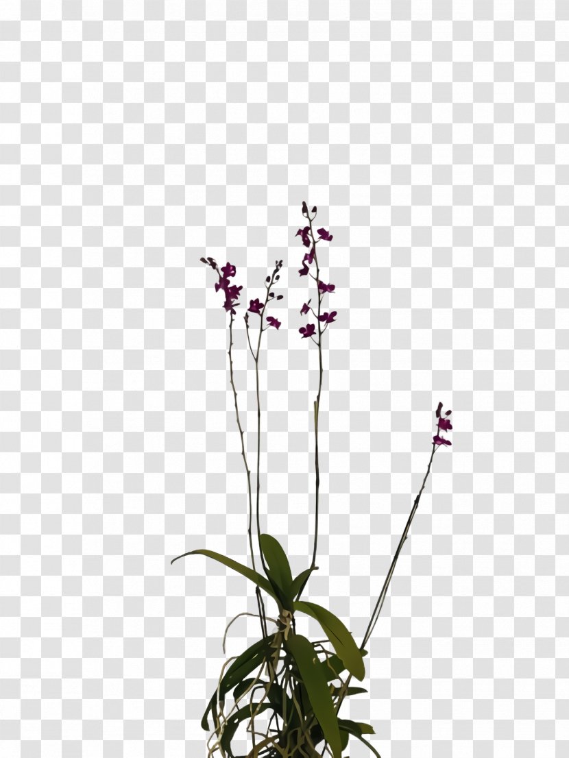 Flower Flowering Plant Pedicel Stem - Moth Orchid Dendrobium Transparent PNG