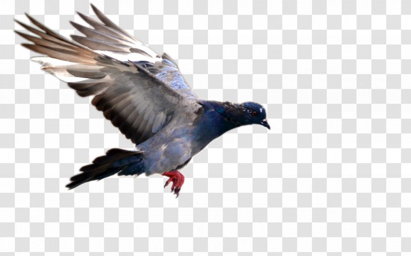 Bird Flight Domestic Pigeon Blue - Fauna Transparent PNG