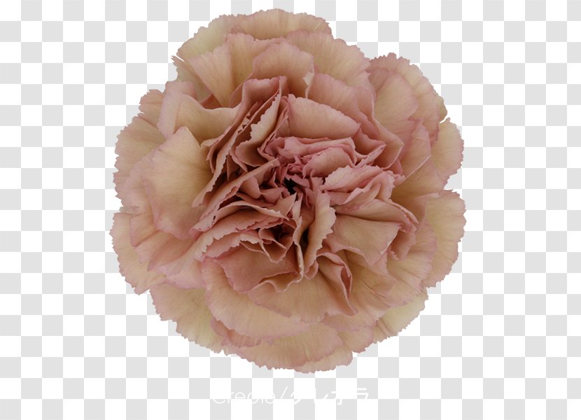 A.m. Flora S.r.l. Carnation Cut Flowers Cabbage Rose - Peach - Flower Transparent PNG