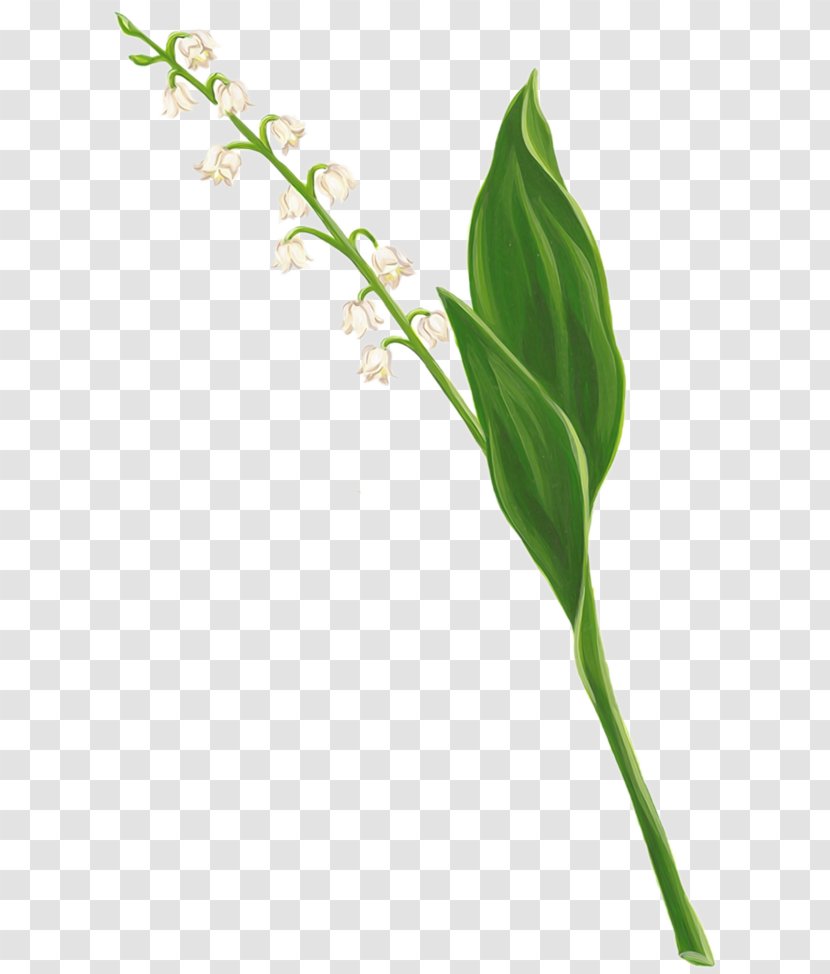 Lily Of The Valley Flower Lilium Art - Twig Transparent PNG